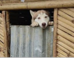 Dog breeding growing as a cruel industry in Nepal